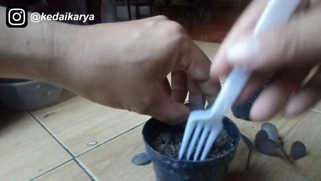 CARA MENANAM SUKULEN KALANCHOE HUMILIS