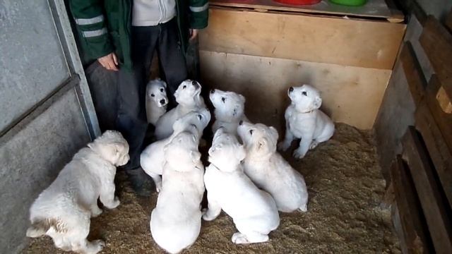 Щенки алабая учат команду "сидеть"