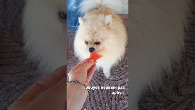 шпиц Фёрби пробует первый раз арбуз