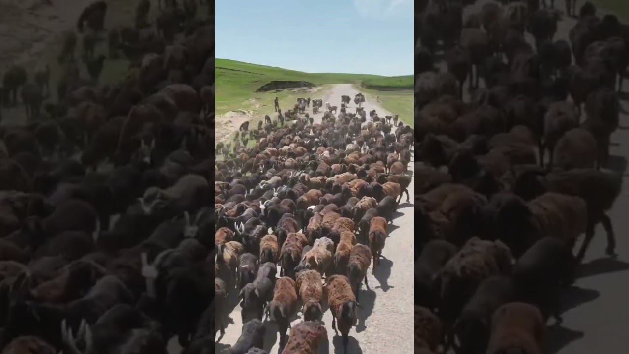 Перегон гиссарских овец на летние пастбища #гиссарские_овцы #shorts #фермер #таджикистан