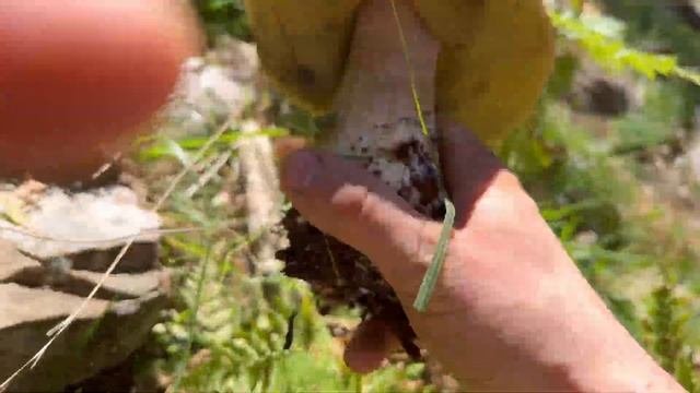 BROTE DE BOLETUS EDULIS SORIA  1102023 ??