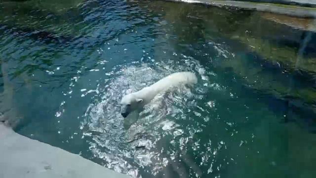 🐻❄️Белая медведица Айка из Московского зоопарка спасается от жары в прохладном бассейне🐻❄️