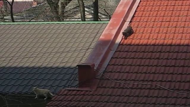 Коты на крыше