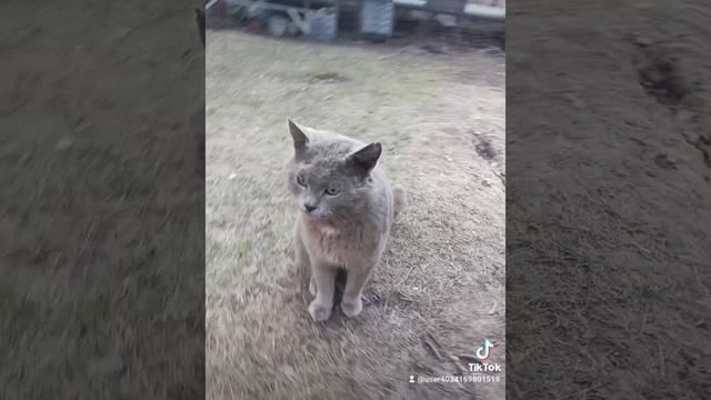 котейка боевой дворовый