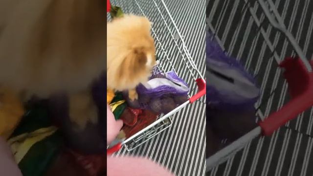 #шпиц #pomeranian #щенок #shortsvideo #лолочка #собака #2024