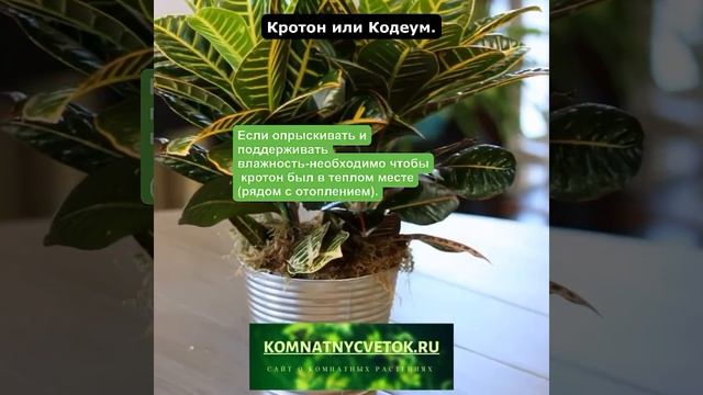 Красавец кодеум или кротон