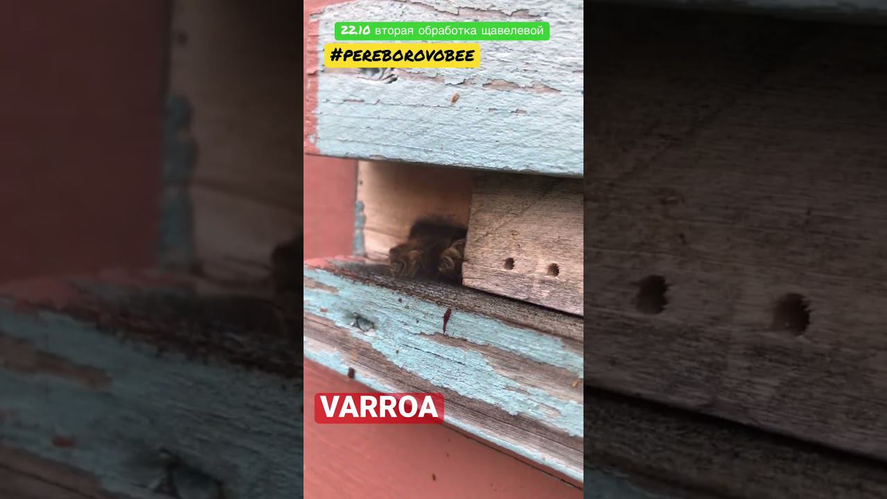 вторая #varroa #обработка 22.10 #щавелевой кислотой #pereborovobee #мёд #bees #пасека #пчеловодство