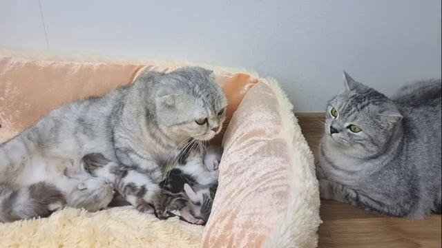 Папа кот знакомится с своими новорожденными котятами и целует маму кошку