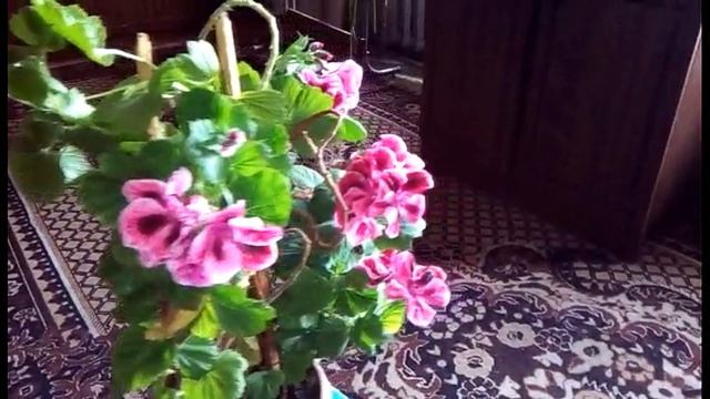 Королевская герань! Капризы королевы
