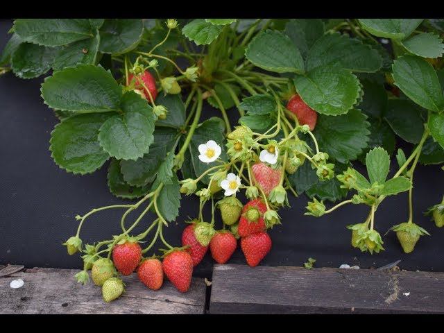 Как лечить фузариозное увядание клубники? Сохнет куст клубники,  почему?