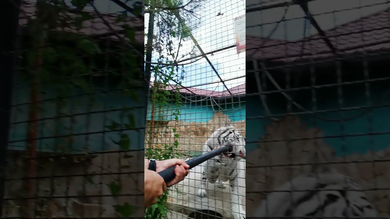 Бой с тигром #тигр #дикиеживотные #зоопарк