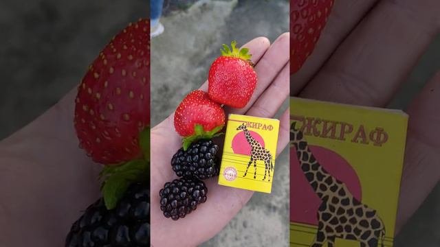 Ежевика в домашних условиях!!!