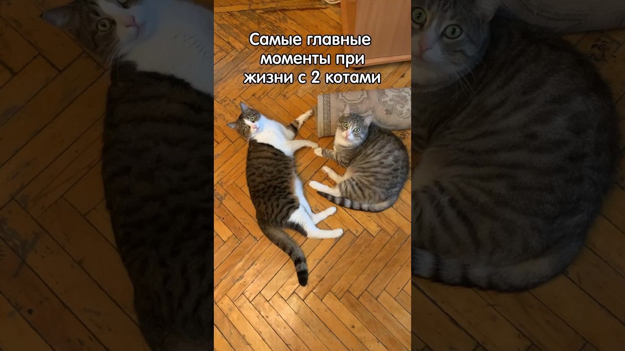 Не забывай об этом, если у тебя 2 кота #animal #animalcat #cat #cute #а4 #likee #funny #котики