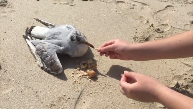 Движение камеры 1