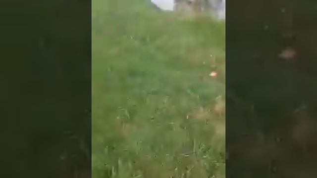 Я хочу собаку