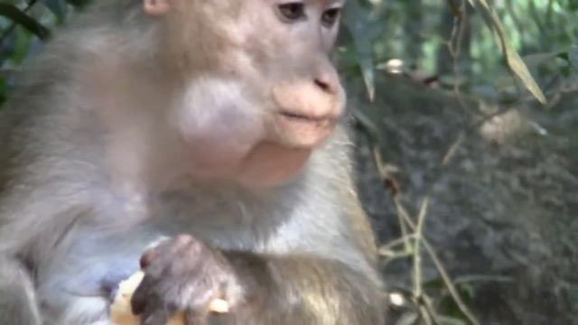 Обезьяна ест банан