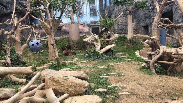 Панды в зоопарке в Макао