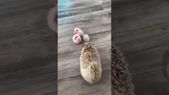 Teперь вы знаете, как выглядят детёныши ежей 🦔