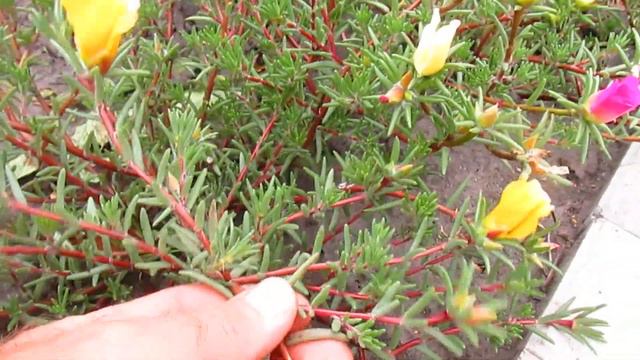 Портулак Садовый(крупноцветковый) махровый