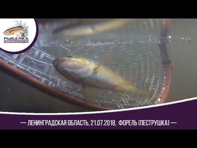 Рыбалка Форель Пеструшка 21 07 2018 г. Ленинградская область