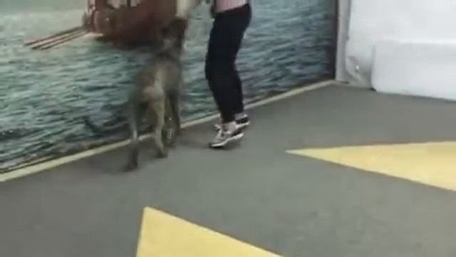Хендлинг