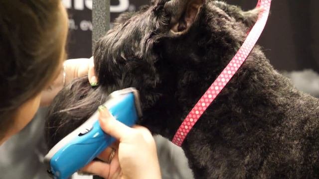 Pet Trim Giant Schnauzer Head Part 1