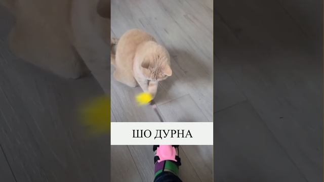 Уникальные игрушки для кошек