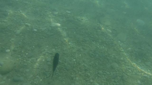 Рыбки в Алуште