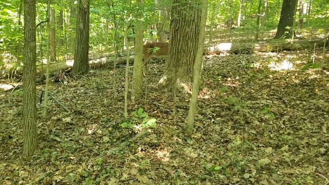 Vizsla (Maple) vs. Deer