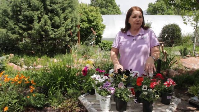 How to Raise Petunias : Grow Guru