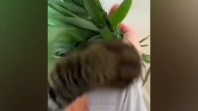 Самые смешные животные _ Приколы с котами и собаками 2022 _