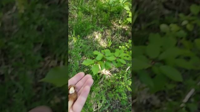 Смотреть видео онлайн
