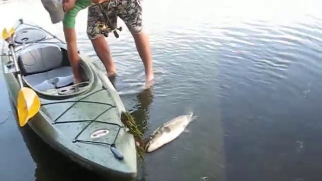 bowfin lake champlain