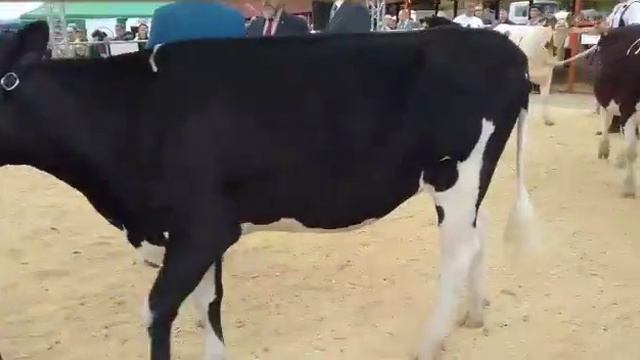 Породистые коровы Голландия