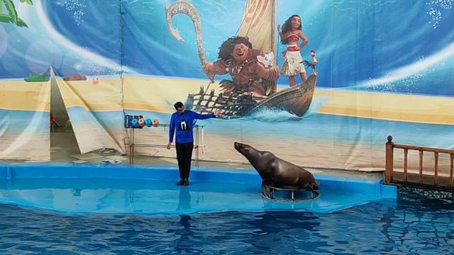 Лазаревский дельфинарий "Морская звезда" 🐬😍 А вы любите дельфинов?