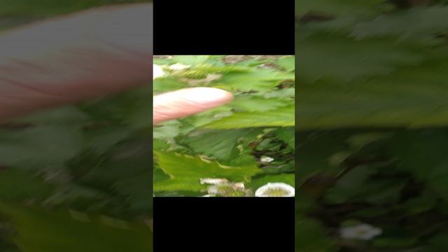 Ежевика фридом размер ягоды 9 мая 24г