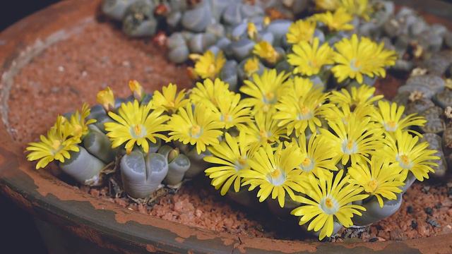 Lithops