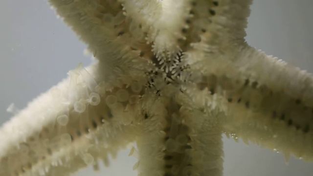 macro movie of the starfish