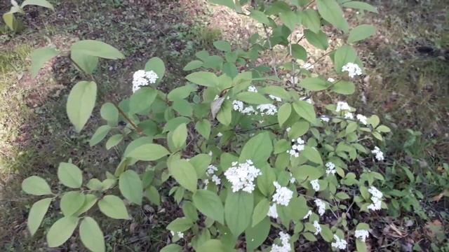 Дейция мелкоцветковая - Deutzia Parviflora Bunge. Небольшой обзор