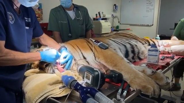 Kali Tiger at Big Cat Rescue is being seen for a full wellness exam and dental procedure 03 18 2022