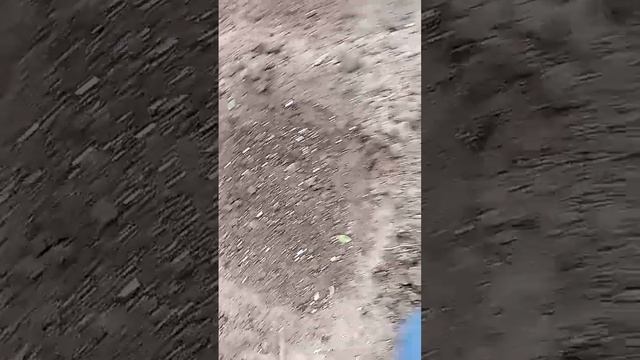 Пионы еще в пути, а зима на пороге. Что делать?