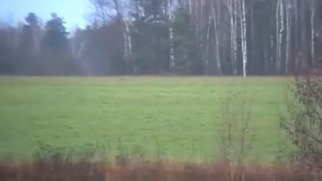 Охота на зайца с русскими гончими 2024