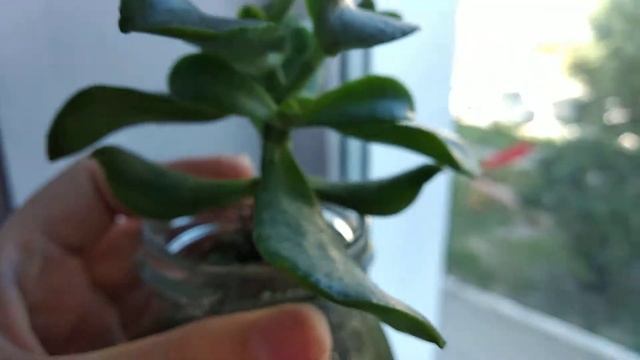ДЕНЕЖНОЕ ДЕРЕВО. НЕ РАСТЕТ. КАК УСКОРИТЬ РОСТ? КАК ВЫГЛЯДЯТ КОРНИ?