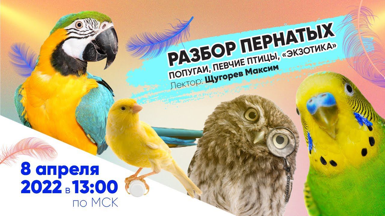 Разбор пернатых: попугаи певчие птицы экзотика. Вебинар Школы Хвост Ньюс