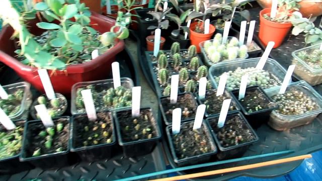 Our Cacti & Succulent Plants Polytunnel collection end of May Update