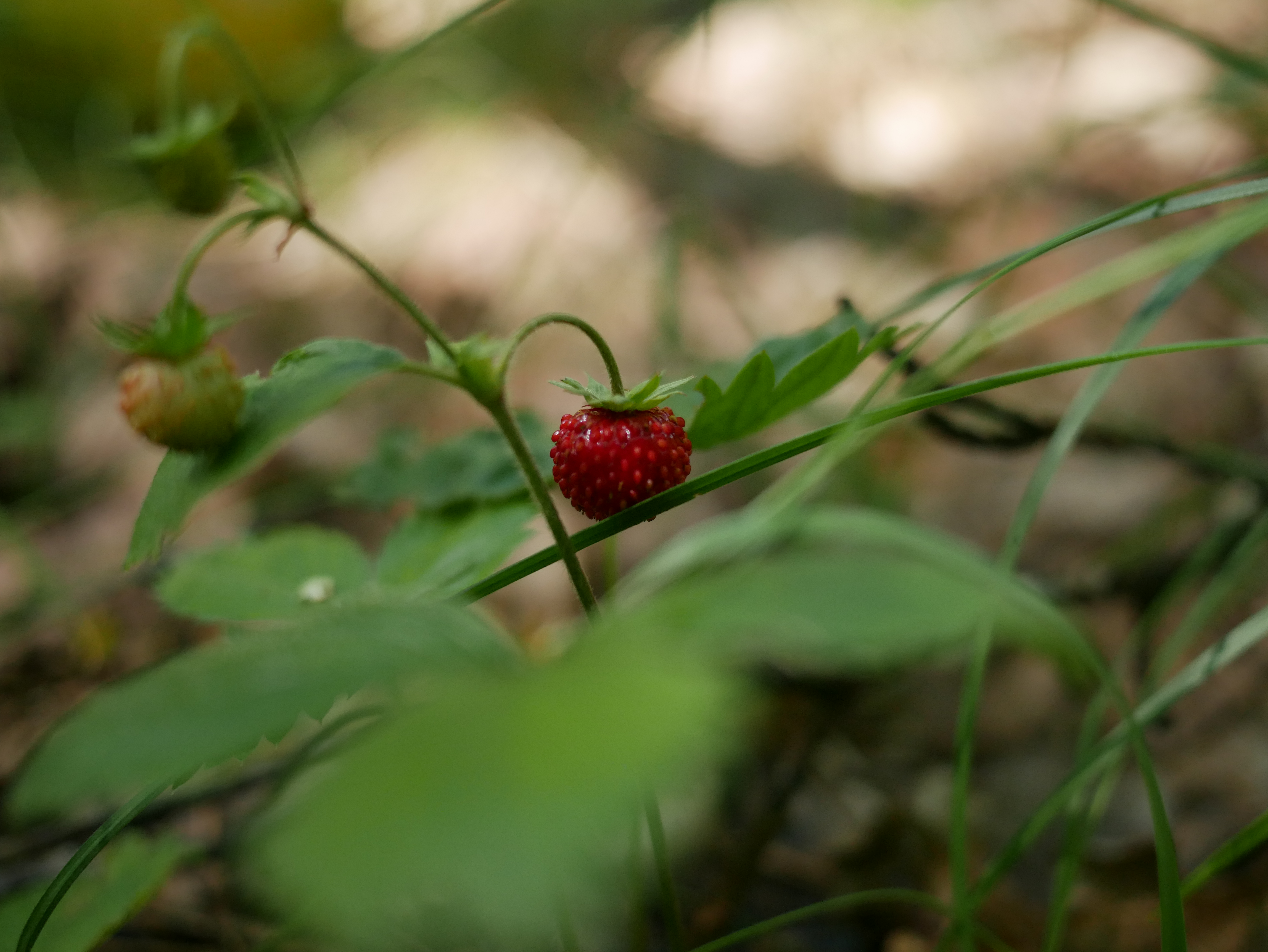 Wild Strawberry 2024 (Земляника)