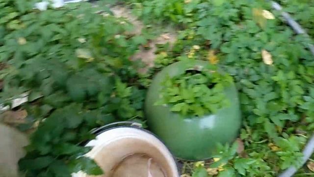 Если хочешь быть здоров, позабудь про докторов....