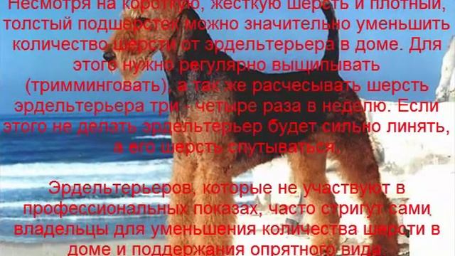 эрдельтерьер описание породы содержание и уход