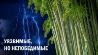 Восстановление из психотравмы