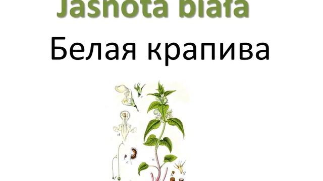 Польский. Тема: Zioła lecznicze (Лекарственные травы)